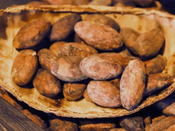 Cacao Sumatera Indonesia Cacao Sumatera Indonesia