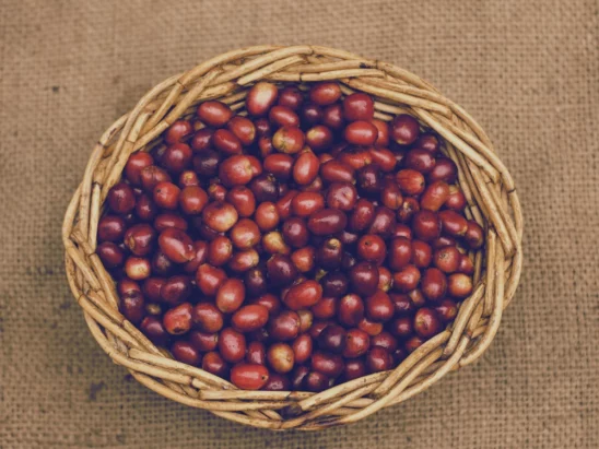 Kopi Sumatera Indonesia Kopi Sumatera Indonesia