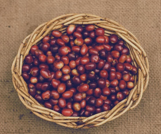 Kopi Sumatera Indonesia Kopi Sumatera Indonesia