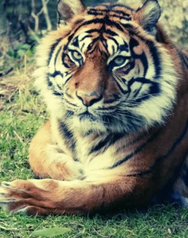 Sumatra Tiger_1080 x 1666 px Sumatra tiger