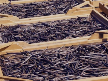 Vanilla Beans Sumatera Indonesia Vanilla Beans Sumatera Indonesia